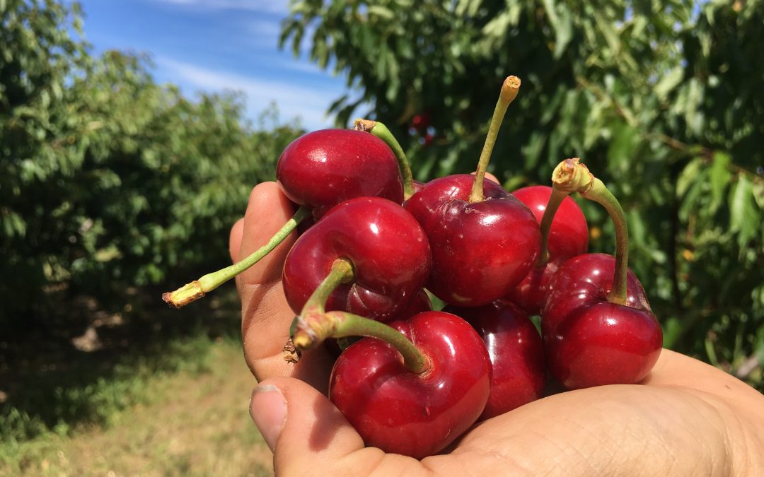 Last chance to pick your own!