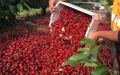 Applications now CLOSED Join our cherry season team!