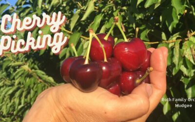 Pick your own cherry season bookings open