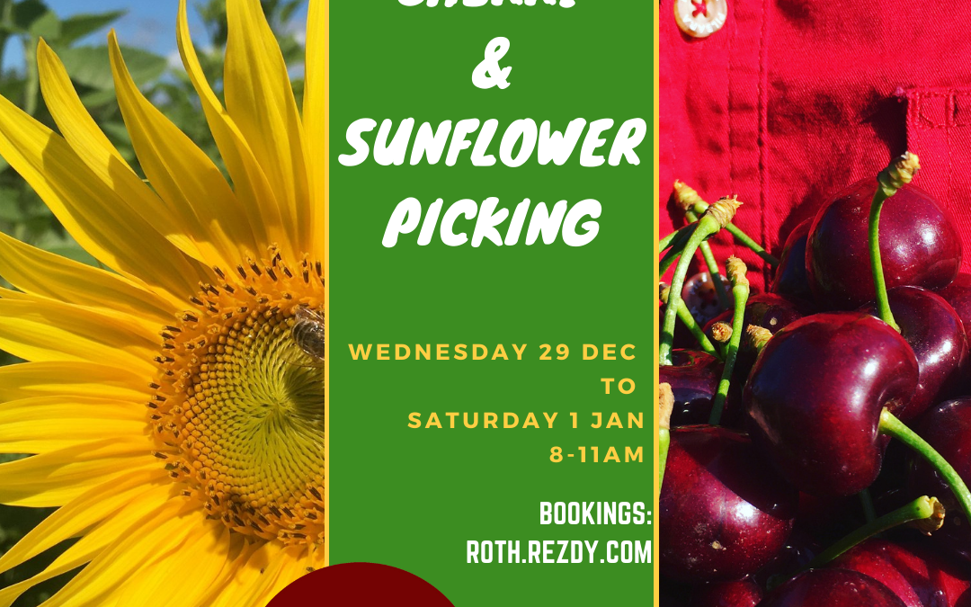 Sunflower and Cherry Picking