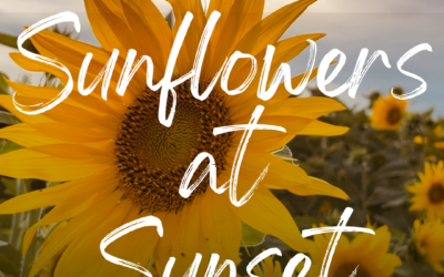 Sunflowers at Sunset  Sunday 7 January