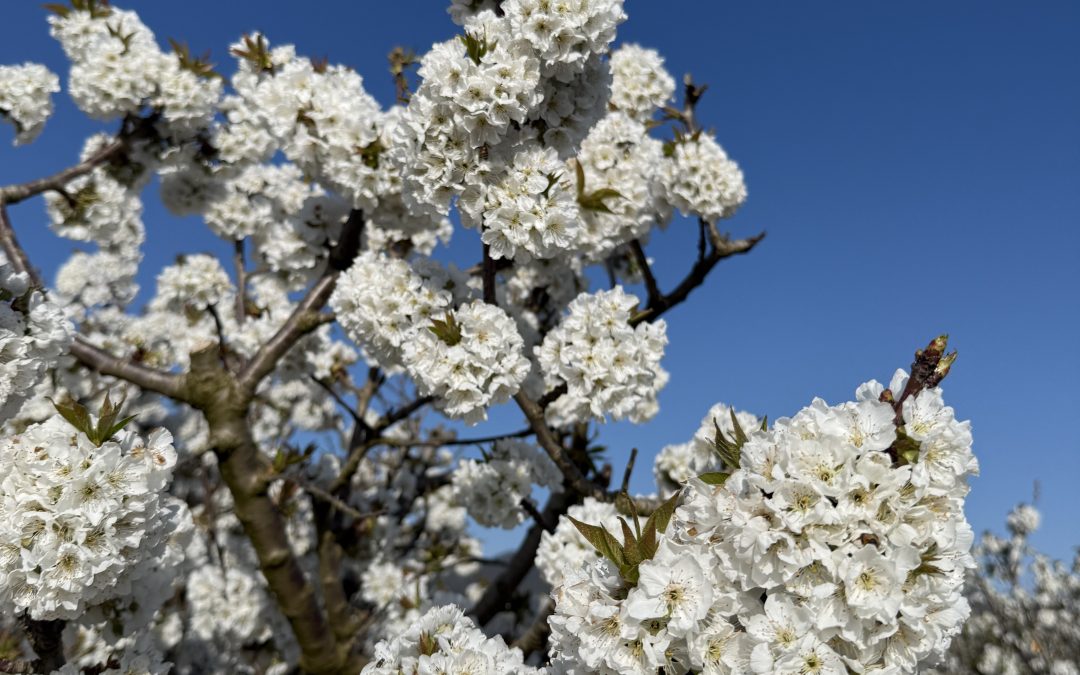 2025 Cherry season