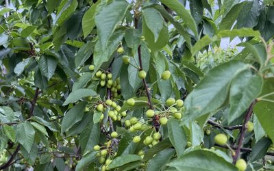 Cherry season on track to open 7 Dec