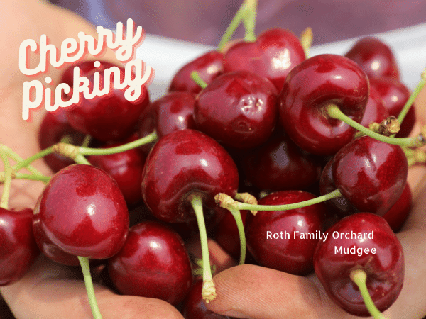 Pick Your Own Cherries opens from 4 Dec